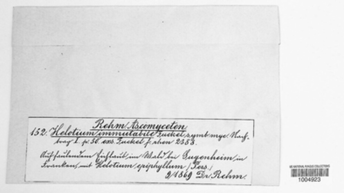 Hymenoscyphus immutabilis image